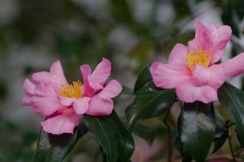 Camellia sasanqua