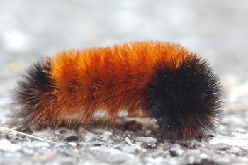 Pyrrharctia isabella, the Woolly Bear Caterpillar