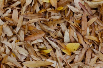 Willow Oak Leaves