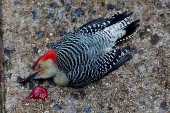 Dead Woodpecker