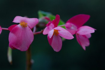 Begonia Flowers