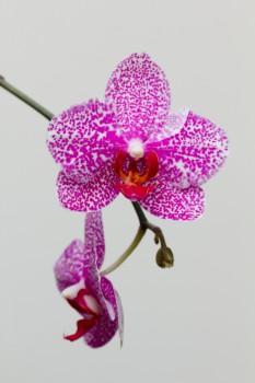 Phalaenopsis Orchid