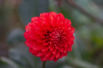 Dahlia