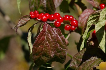 Amur Honeysuckle