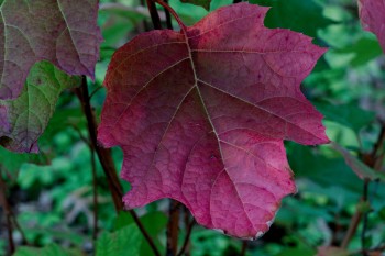 Oakleaf Hydrangea