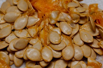 Squash Seeds