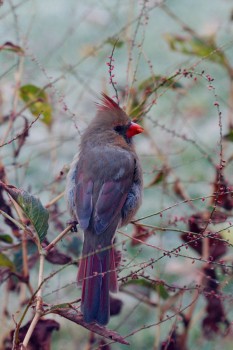 Female Cardinal