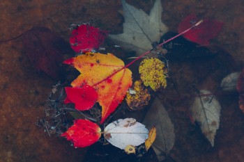 Floating Leaves