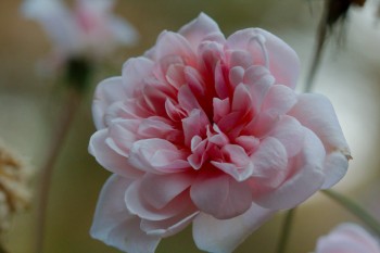 Rose 'Perle d'Or'
