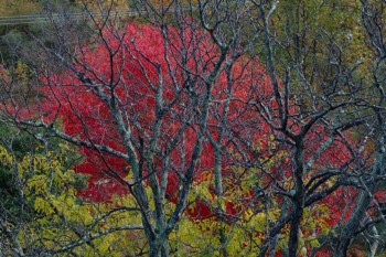 Bare Tree and Fall Colors