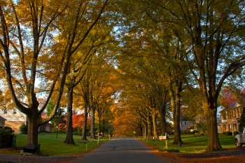 Autumn's Cathedral