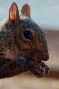 Eastern Gray Squirrel (Sciurus carolinensis)