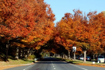 Zelkova Tunnel