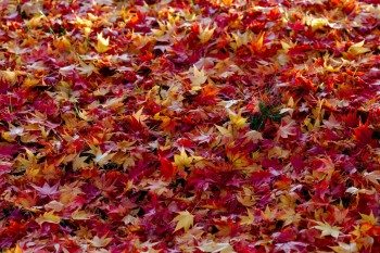 Fallen Maple Leaves