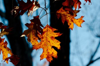 Oak Leaves