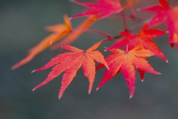 Japanese Maple Leaves