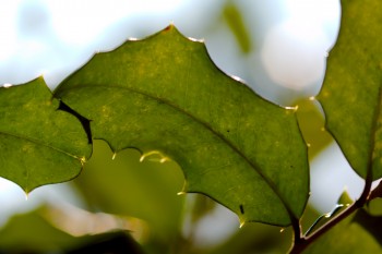 Holly Leaves