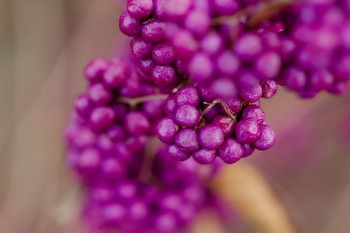 Callicarpa americana (American Beautyberry)