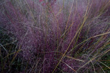 Purple Grass