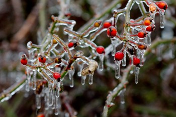 Ice on Rose Hips