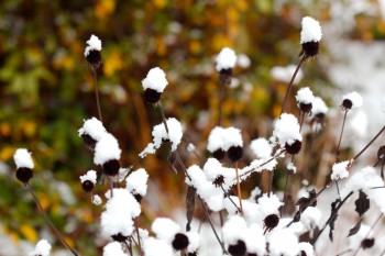 Snow on Black-eyed Susans