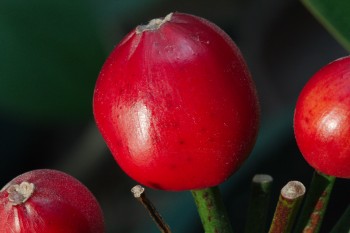 Clivia Berries