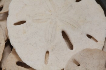 Sand Dollar