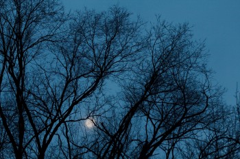 Moon Through The Trees