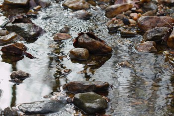 Creek Bed