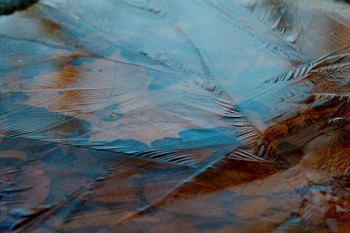 Ice in a Bird Bath