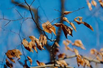 American Beech Leaves