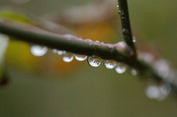 Water Droplet on Rose Branches