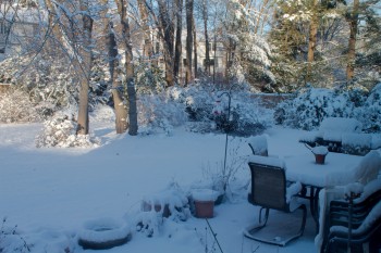 Snowy Back Yard