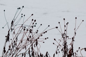 Silhouetted Against The Snow