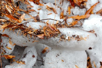 Snow and Leaves