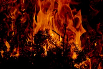 Burning Christmas Tree