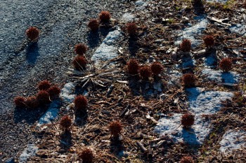 Sweetgum Fruits