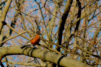 American Robin (Turdus migratorius)