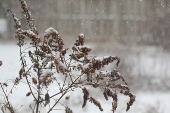 Snow Falling on the Buddleia