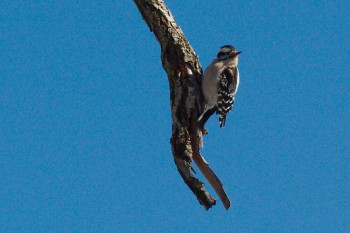 Downy Woodpecker (Picoides pubescens)