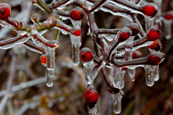 Ice Coated Rose Stems