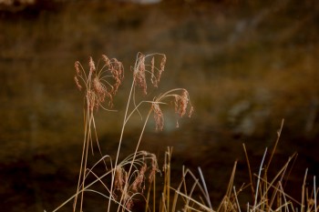 Chairmaker's Bulrush (Schoenoplectus americanus)