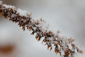 Snow on Buddleia