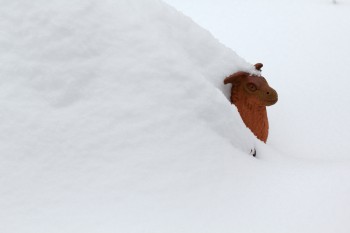 Llama In The Snow
