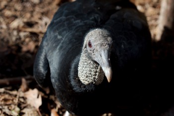 Black Vulture (Coragyps atratus)