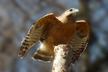 Cooper's Hawk (Accipiter cooperii)