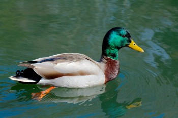 Mallard (Anas platyrhynchos)