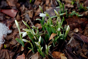 Snow Drops (Galanthus nivalis)