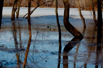 Ducks On Lake Frank