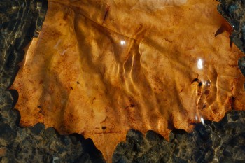 Submerged Sycamore Leaf